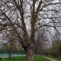 Take a look at the large London plane on your right but stay on the path that goes past the tennis courts.