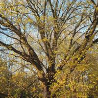 This Sycamore tree is a veteran, perhaps planted around that time as the willow.