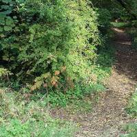 Walk down along the woodland path until you reach another junction of paths.