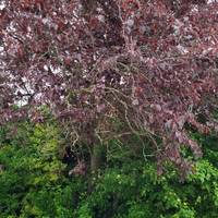 On the left in the border there is a cherry plum tree. What colour are the leaves? Look at the bark and lichens and notice the patterns.