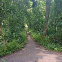 At the top of the hill, follow the narrow path through the woodland straight ahead towards Waggon Road.