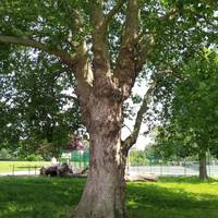 Opposite is a London Plane tree. Look at the colours on the bark and feel the texture. Can you see any faces?