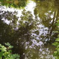 Look at the dappled light on the river. Listen to the rustling leaves. What can you smell - the river, the trees or something else?