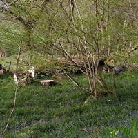 Follow the path uphill, weaving through a patch of woodland.