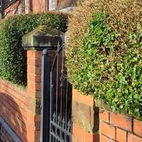 Walk away from town along Westwood Road. Some houses have privet hedges: great habitat for small birds and insects.