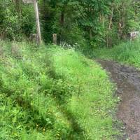 Following along the trail you will soon reach a fork in the road. Head left (at the sign post pictured)