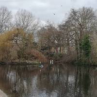 Stop and have a look at the wildfowl on the lake at the wooden boardwalk lookout. Spot herons, swans, coots, moorhens and mallards!