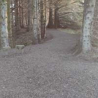 At the outdoor classroom area the path curves to the right through the woods