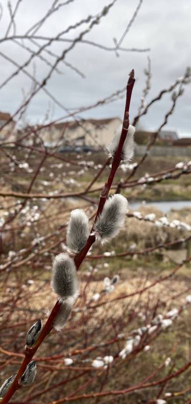 Preview of The Windygoul Primary Nature Trail