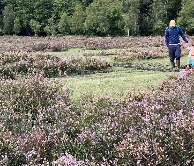 Preview of Heather vistas and woodland wanders