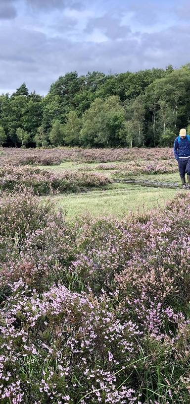 Preview of Heather vistas and woodland wanders