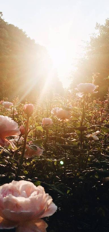 Preview of Sunset run in Victoria Park