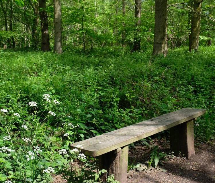 Preview of The Orbital at High Woods