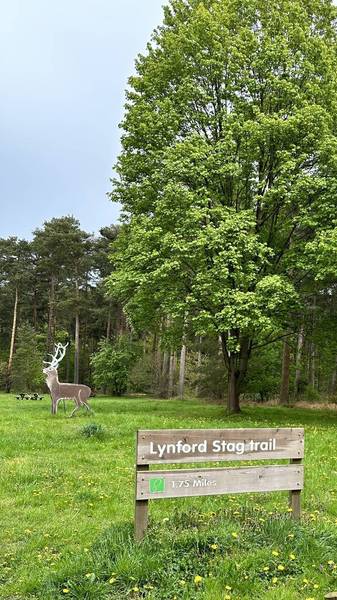 Preview of Loop Around Lynford Stag