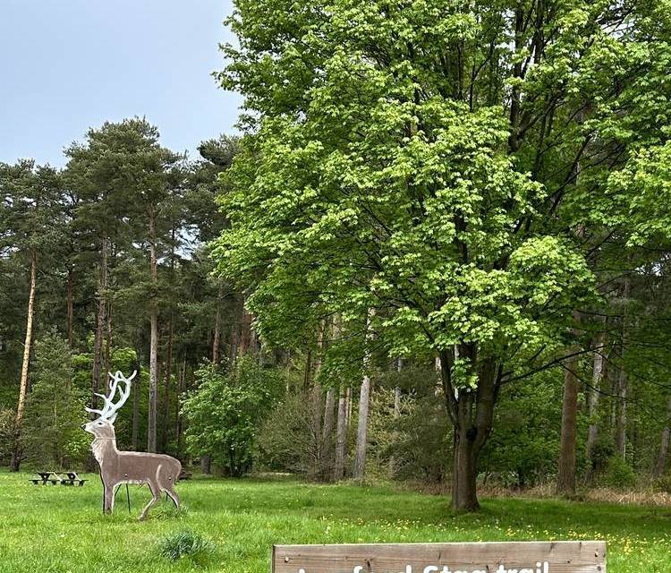 Preview of Loop Around Lynford Stag