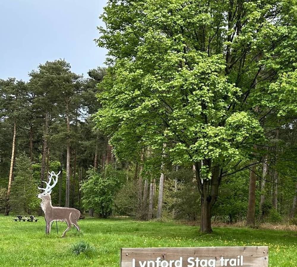 Preview of Loop Around Lynford Stag
