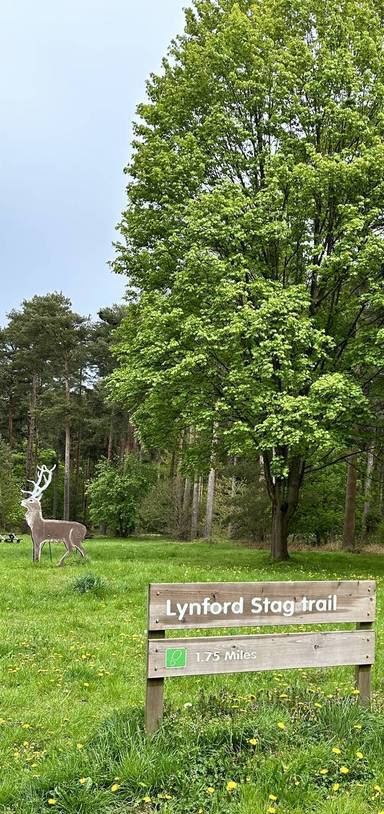 Preview of Loop Around Lynford Stag