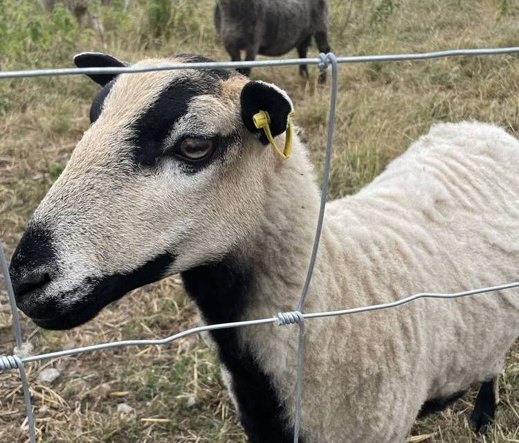 Preview of Hartcliffe Farm Fun