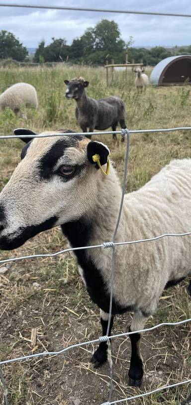 Preview of Hartcliffe Farm Fun