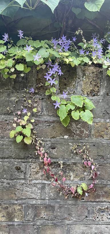 Preview of KCAW Amy Jackson Long Trail