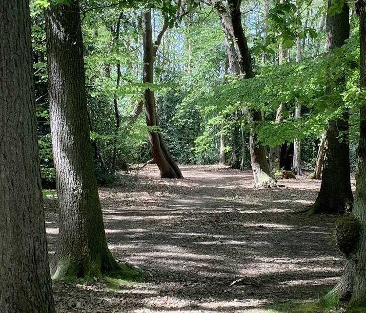 Preview of Brentwood Nature Trail