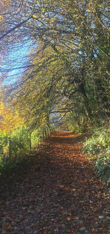 Preview of Dinefwr Park Llandeilo