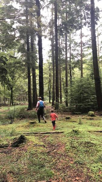 Preview of Nature Connection in New Forest 🌲