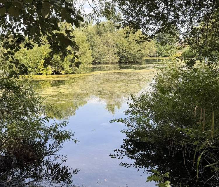 Preview of Kingfisher Park Short Walk