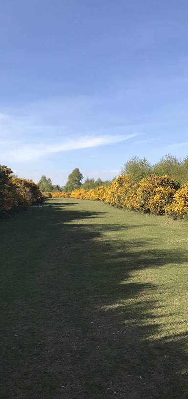 Preview of Tadley common