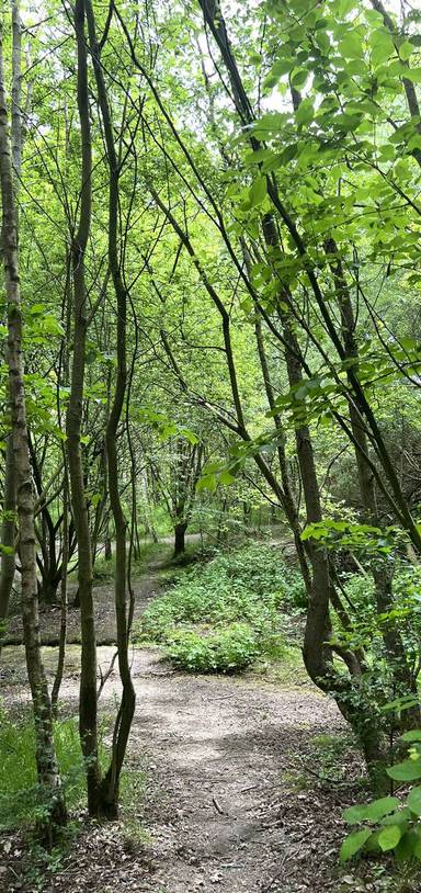 Preview of Lofthouse Colliery Nature Trail