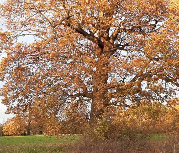 Preview of Windsor Great Park #1