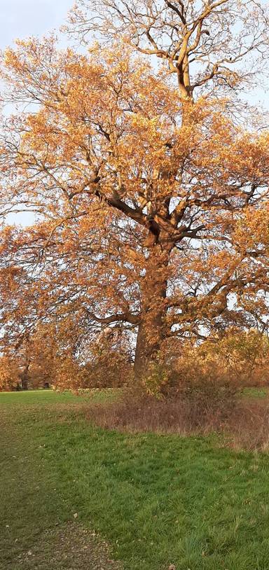 Preview of Windsor Great Park #1