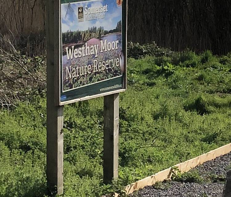 Preview of Circular walk from Westhay reserve