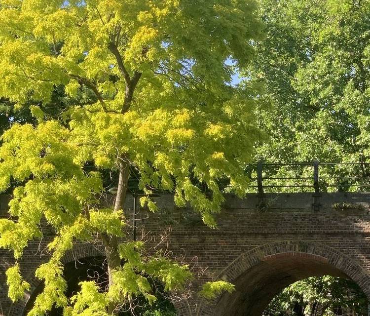 Preview of Bermondsey to Brockley