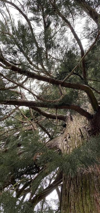 Preview of Central to Hylands Park via Writtle