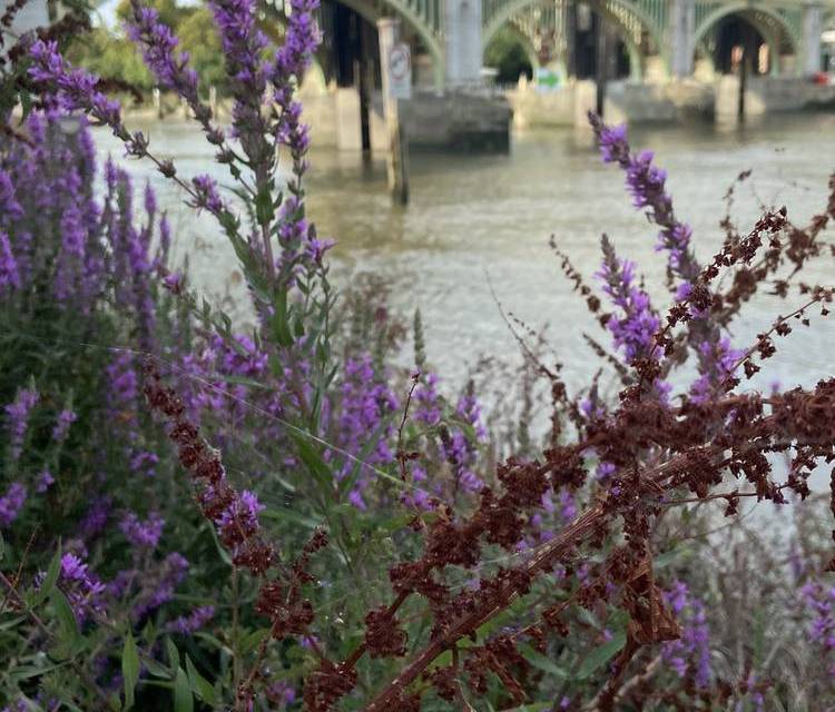 Preview of Thames Path North Bank Section 1b