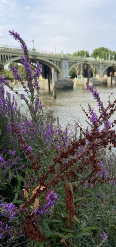 Preview of Thames Path North Bank Section 1b