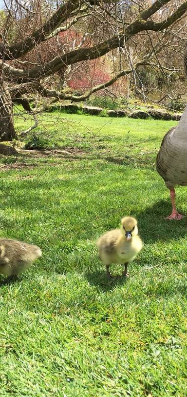 Preview of Geese, pheasant and stunning views
