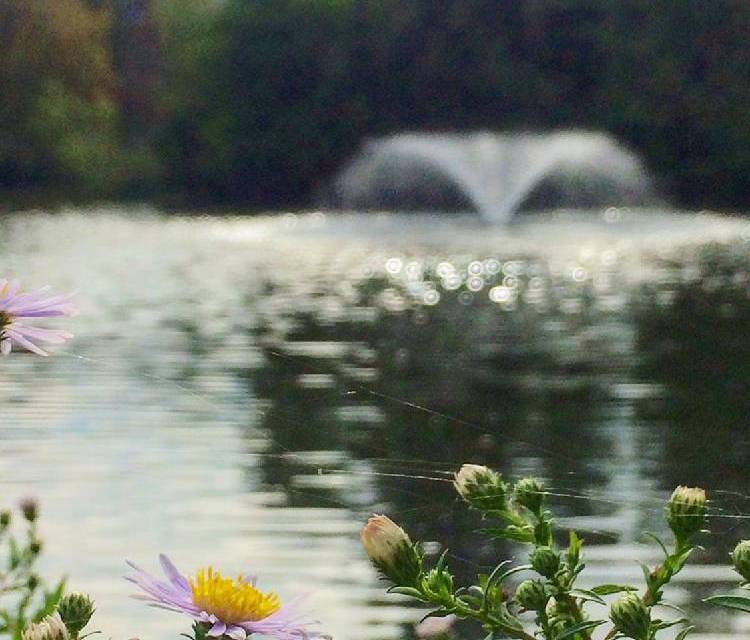 Preview of Clissold Park