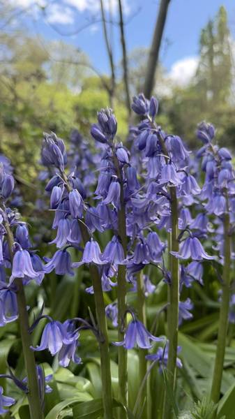 Preview of Cannon Hill Common