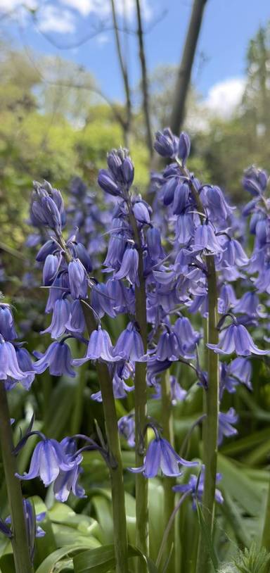 Preview of Cannon Hill Common