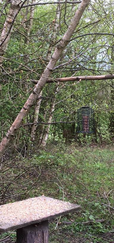Preview of Oakthorpe Picnic Site