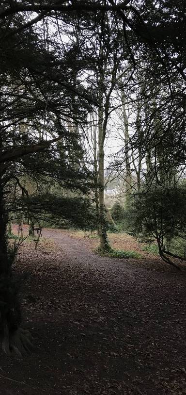 Preview of Muddy woodland walk at Stanmer Park