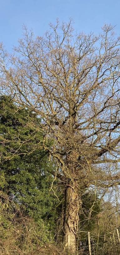Preview of Priory School to Natterer’s Wood