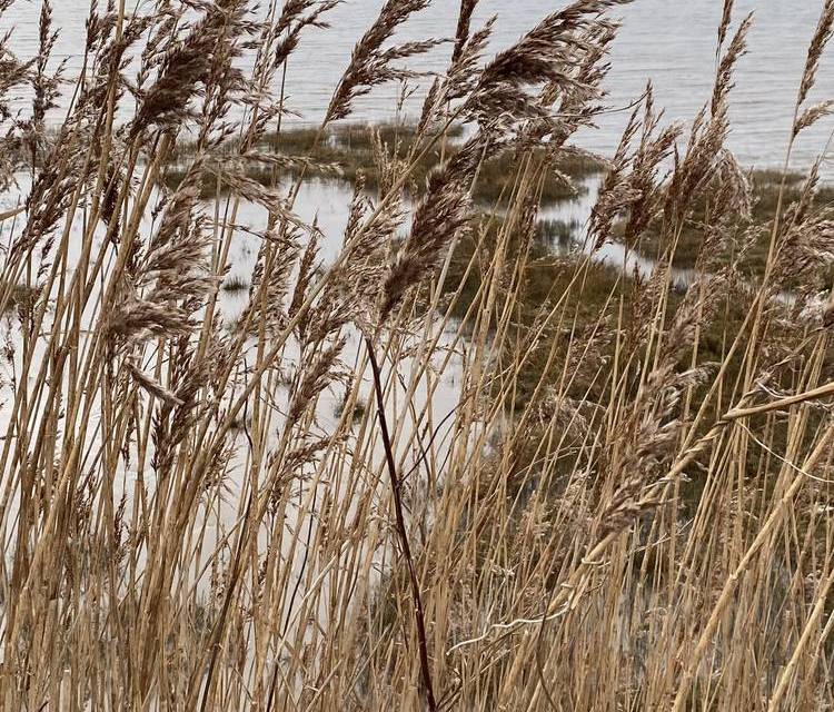 Preview of Speke Coastal Reserve Loop