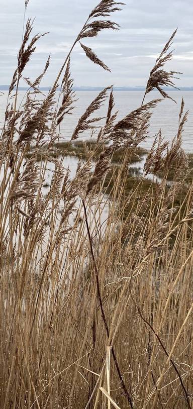 Preview of Speke Coastal Reserve Loop