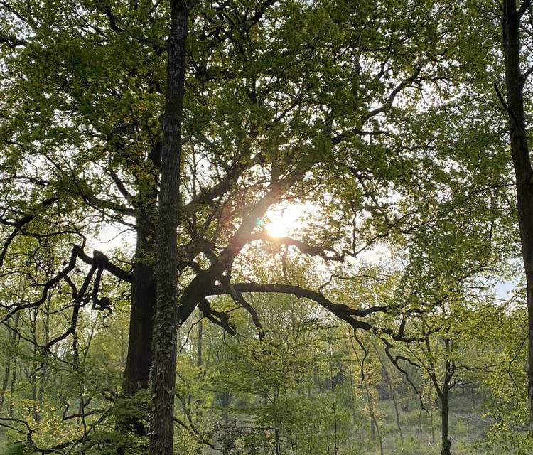 Preview of The Warley Park Wander