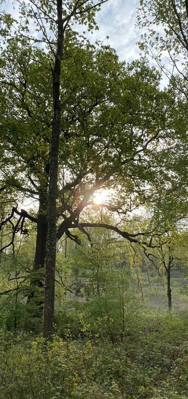 Preview of The Warley Park Wander