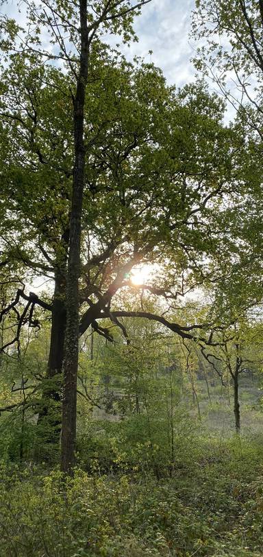 Preview of The Warley Park Wander 