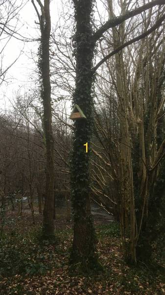 Preview of Alkrington Woods Bird Box trail 1